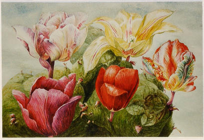 Aardappel eiland