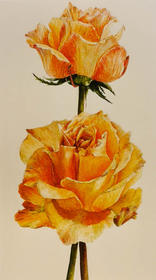 Roos Oranje groot