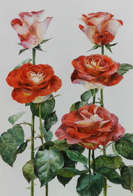 Roos Leonidas
