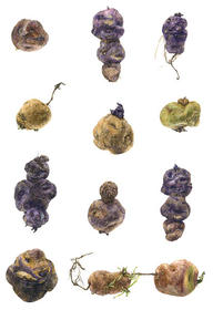 16/33 Solanum andigena