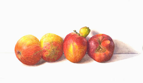 Appels Elstar