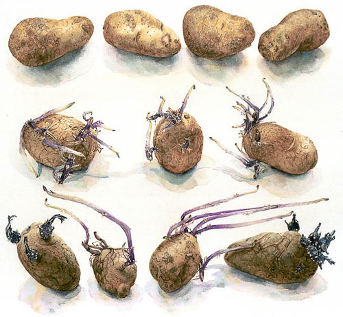 Aardappel Bintje