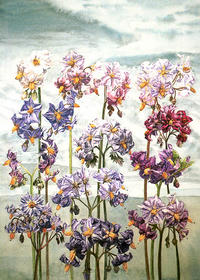 Aardappel bloemen