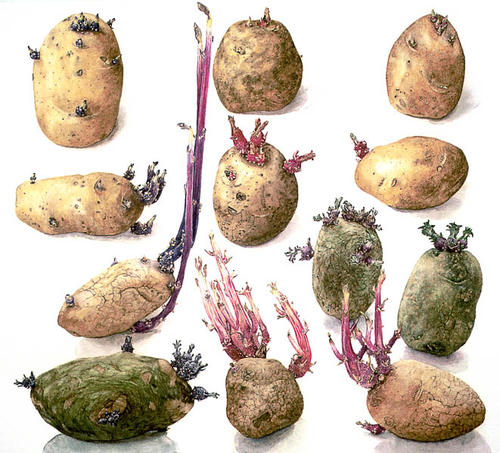 Aardappels, Denise, Florissant, Daniëlle