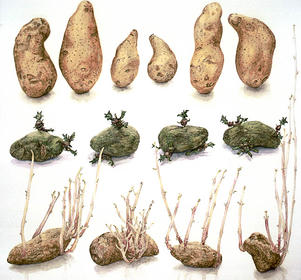 Aardappel "Exquisa"