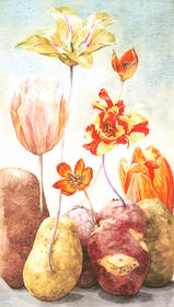 Aardappel tulpen