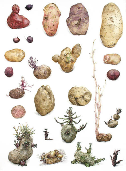 Aardappels: Knollen