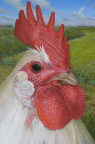 Groninger Meeuw