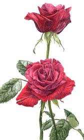 Roos Rood
