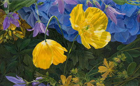 Verlegen Meconopsis