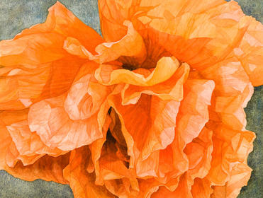 Papaver Indian Chief